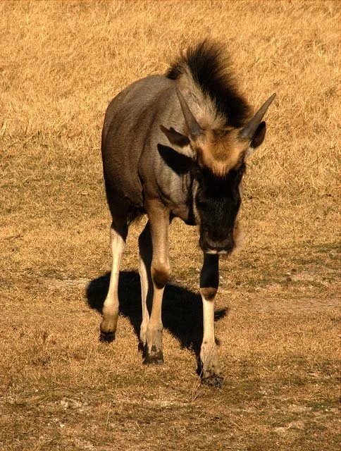 2003 Fossil Rim-078.JPG