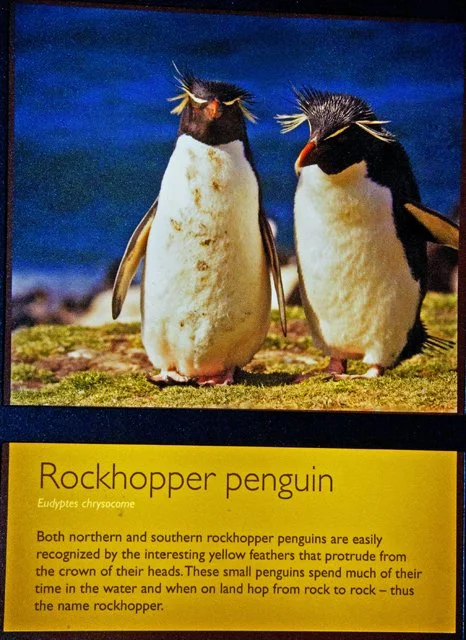 2012 Penguin Plunge-090