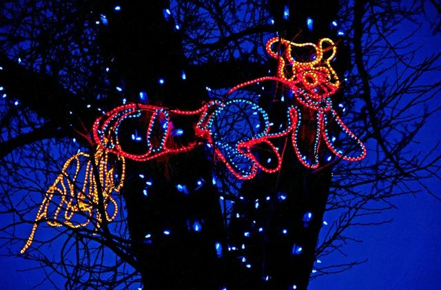 Zoolights-054.jpg