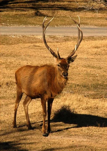 2003 Fossil Rim-072.jpg