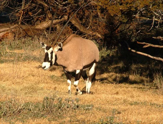 2003 Fossil Rim-036.JPG
