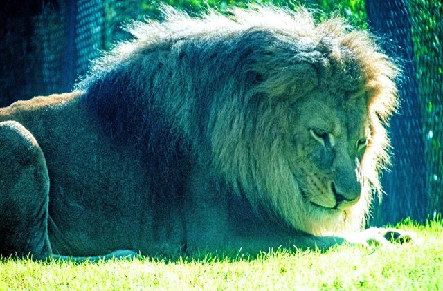 2024 FW Zoo-100