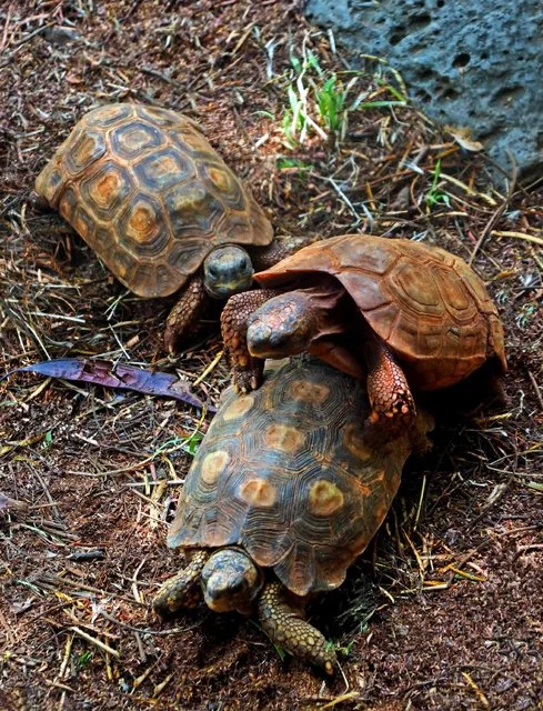 Reptiles, Ostrich-020