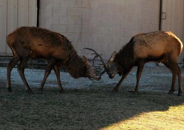 2003 Fossil Rim-103.JPG