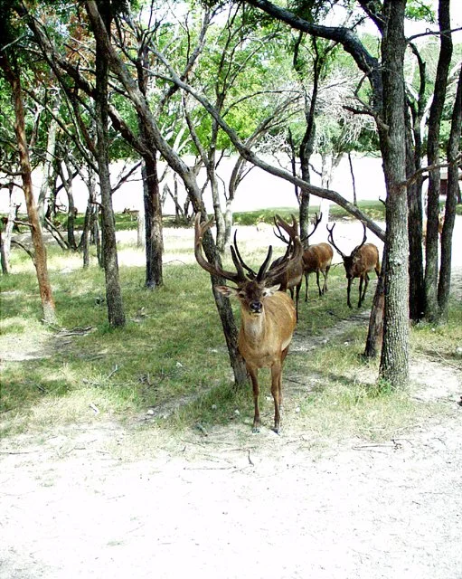 2001 Fossil Rim-063.jpg