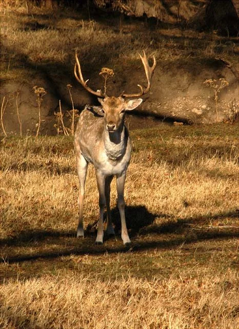 2003 Fossil Rim-095.JPG