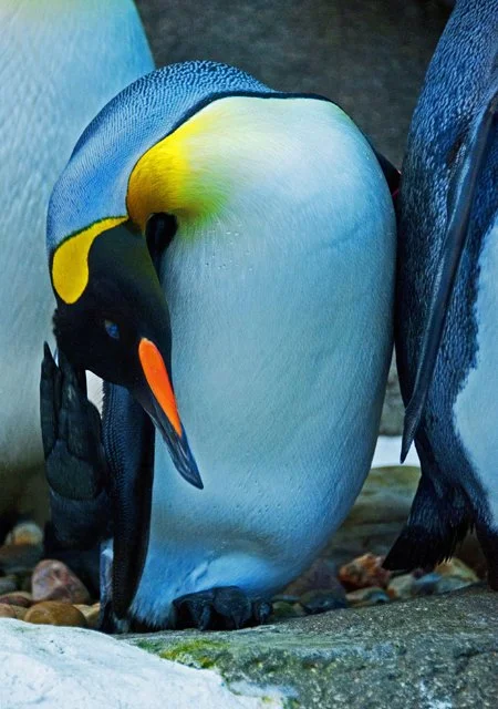 2012 Penguin Plunge-060