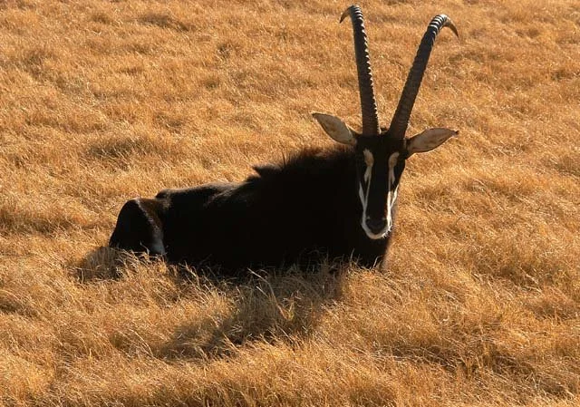 2003 Fossil Rim-123.JPG
