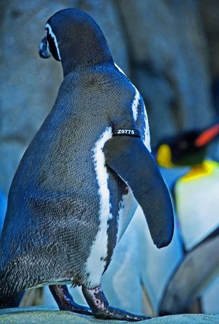 Penguins-168.jpg