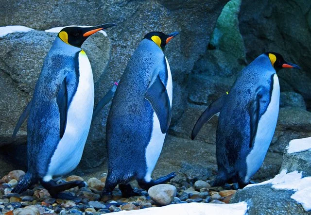 Penguins-087.jpg