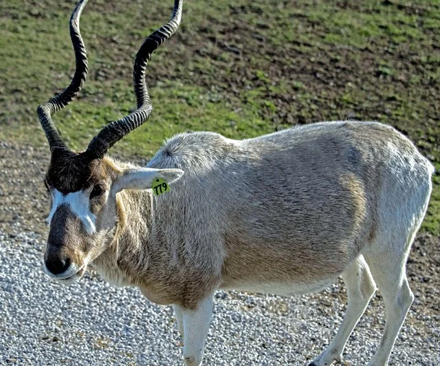 Fossil Rim-134.jpg