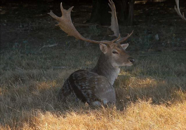 2003 Fossil Rim-166.jpg