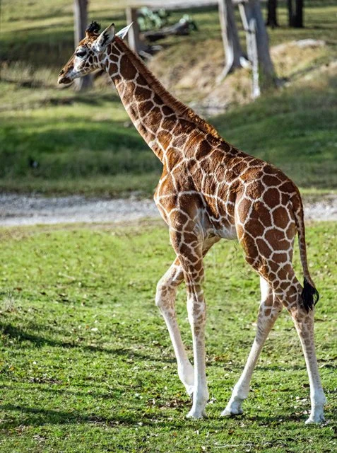 Fossil Rim-170