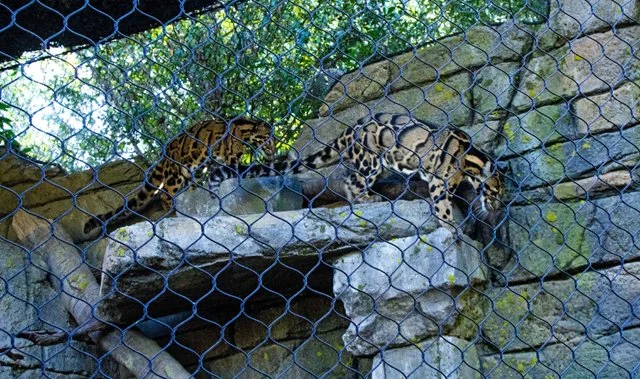 FW Zoo-043.jpg
