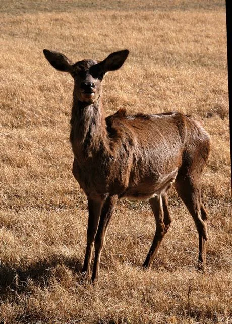 2003 Fossil Rim-183.jpg