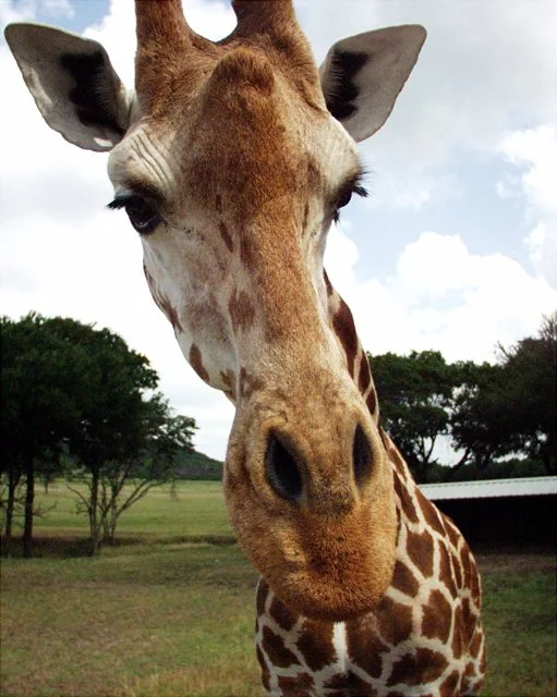 2001 Fossil Rim-053.jpg