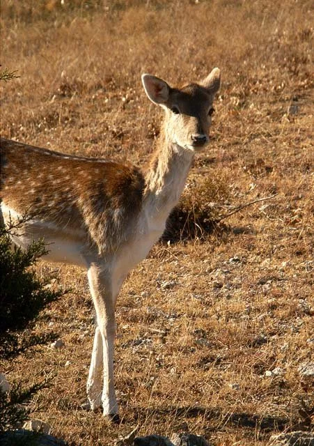 2003 Fossil Rim-048.JPG