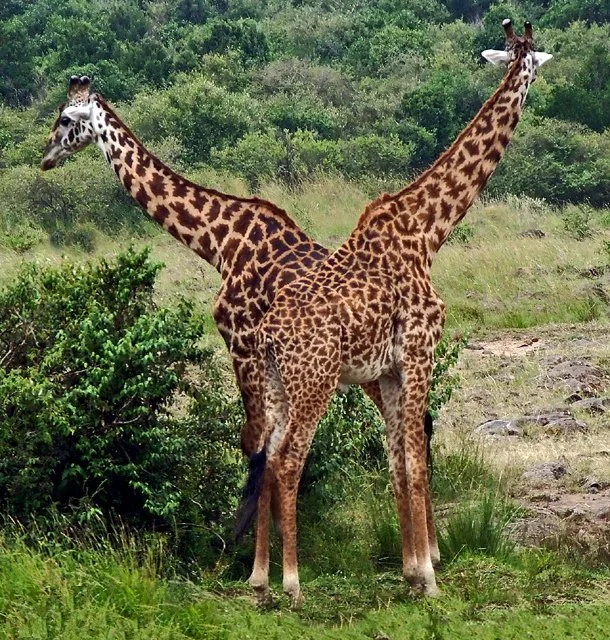 Giraffe-040