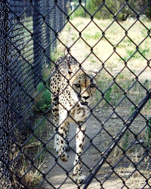 2001 Fossil Rim-019.jpg
