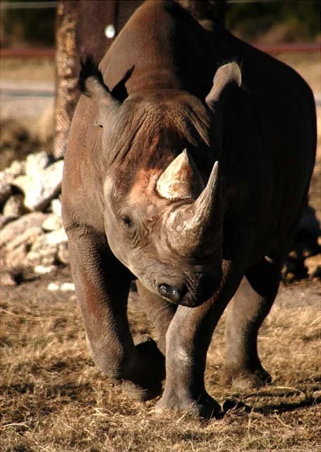 2003 Fossil Rim-034.JPG
