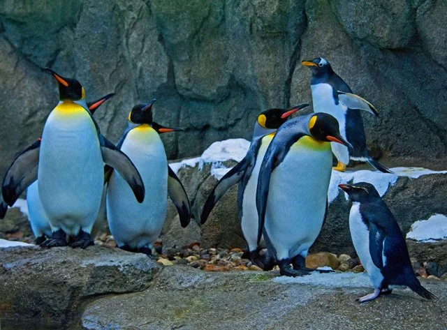 2012 Penguin Plunge-070