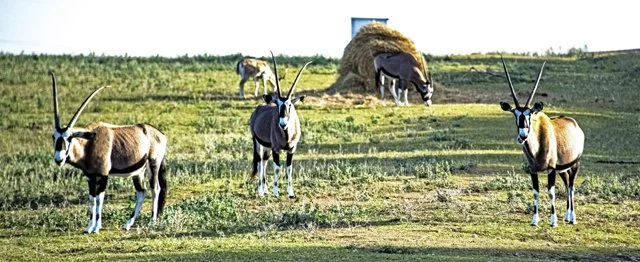 Fossil Rim-129.jpg