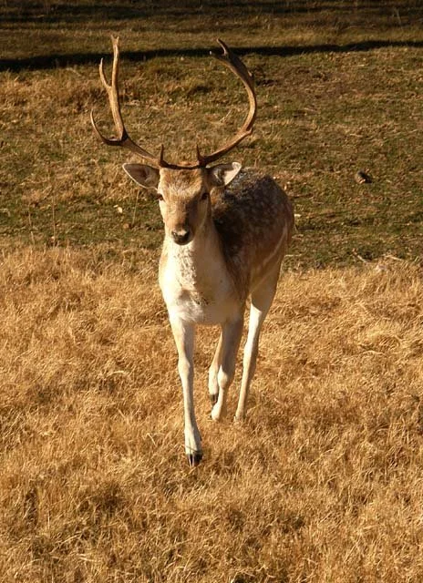 2003 Fossil Rim-043.JPG