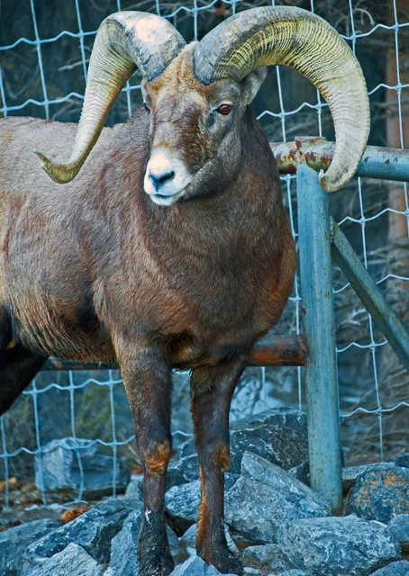 2012 Calgary Winter-080