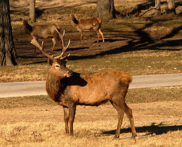 2003 Fossil Rim-069.jpg