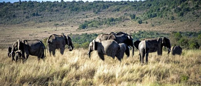 Elephants-020