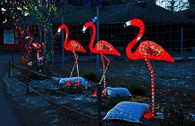 Zoolights-033.jpg