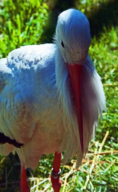2011 Calgary Zoo-040