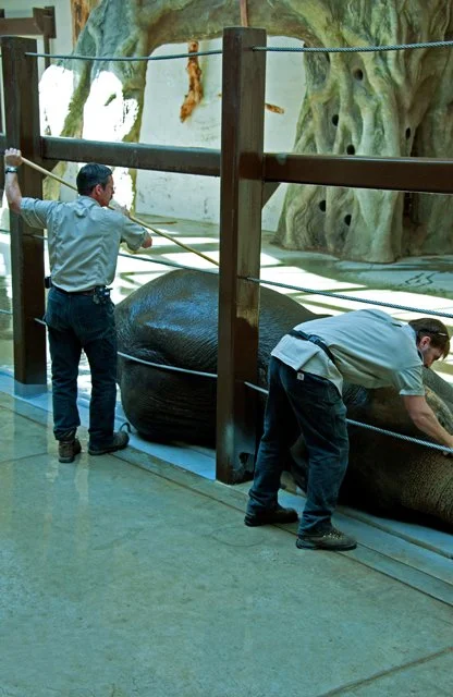 2011 Calgary Zoo-090