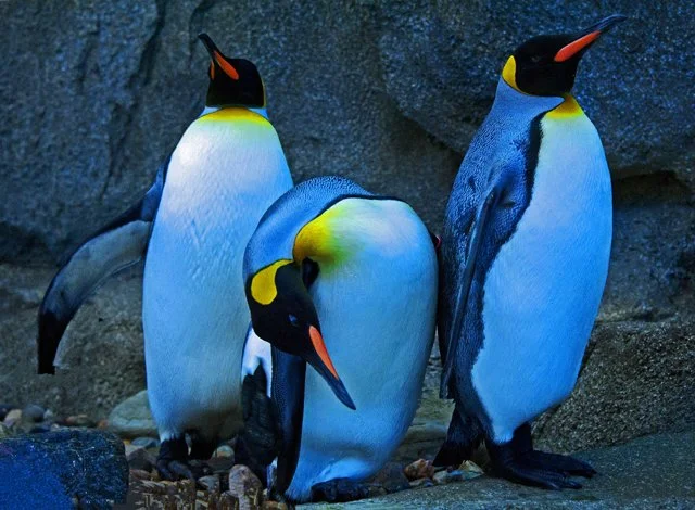 Penguins-083.jpg