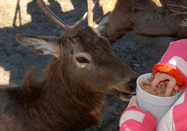 2003 Fossil Rim-077.JPG