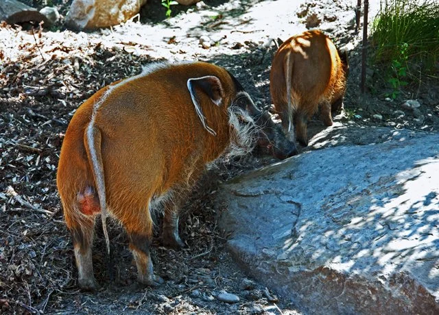 2011 Calgary Zoo-180