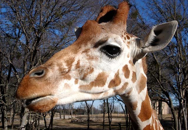 2003 Fossil Rim-057.jpg
