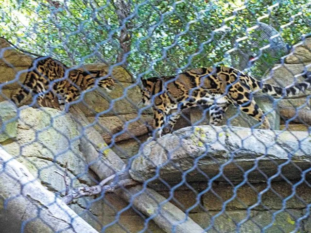 FW Zoo-041.jpg