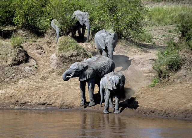 Elephants-030
