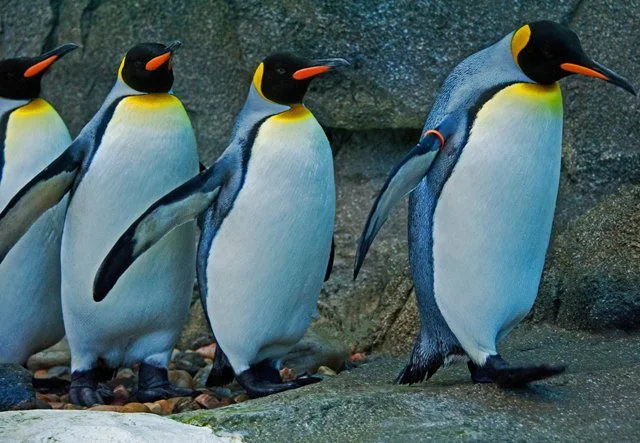 Penguins-078.jpg