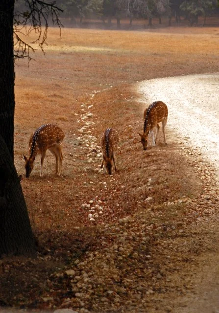 Fossil Rim-025.jpg