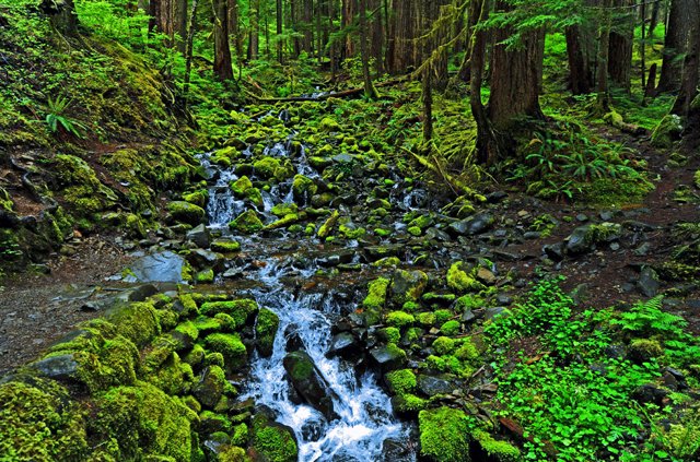 Sol Duc-071.jpg