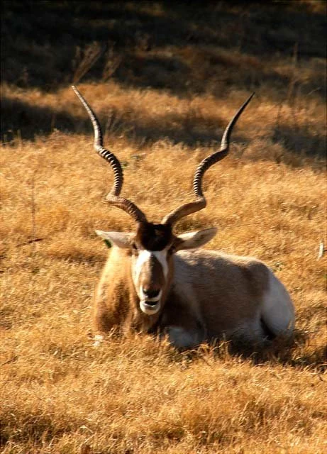 2003 Fossil Rim-132.JPG