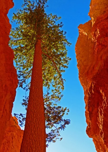 Bryce Canyon-110