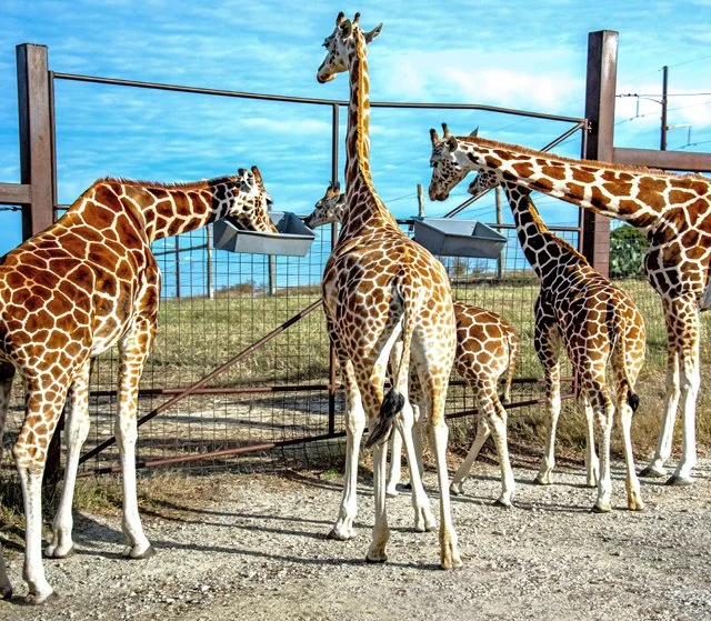 Fossil Rim-177.jpg
