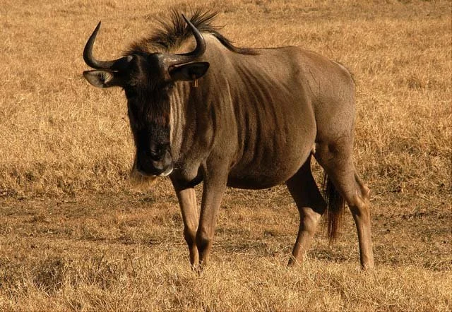 2003 Fossil Rim-094.JPG