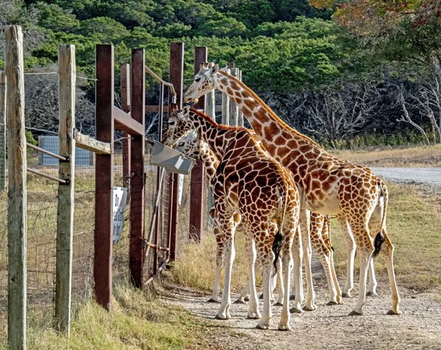 Fossil Rim-171.jpg
