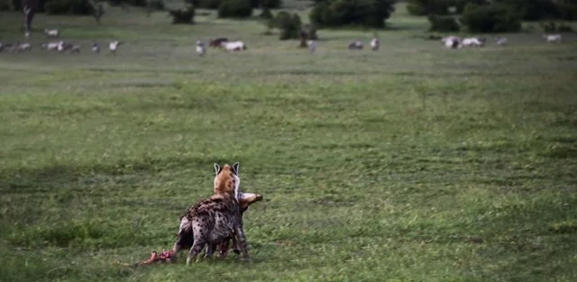 2020 Jackels, Hyenas-010