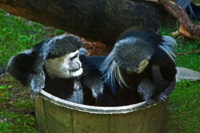 2011 Calgary Zoo-290