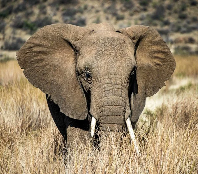 Elephants-070